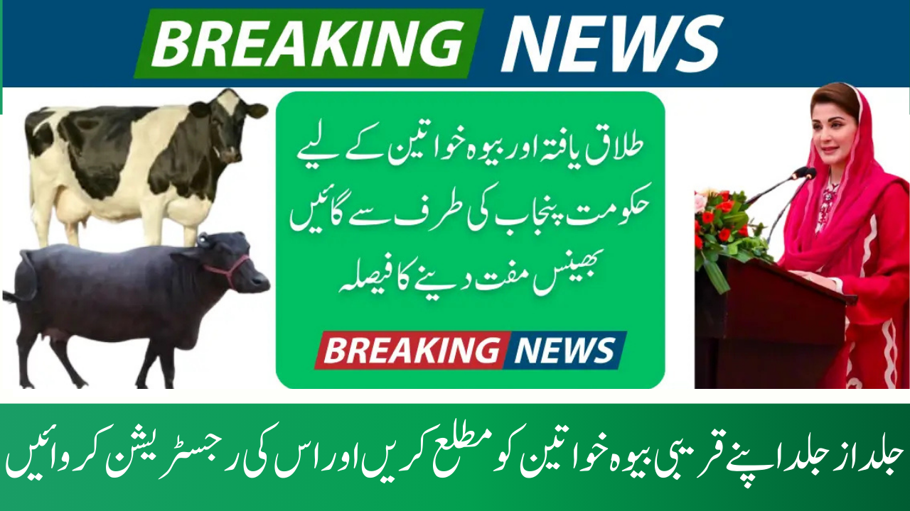 Distribution of Free Cows and Buffaloes to Divorced Women and Widows