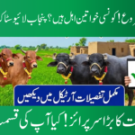 E-Balloting for Livestock Program Phase 2
